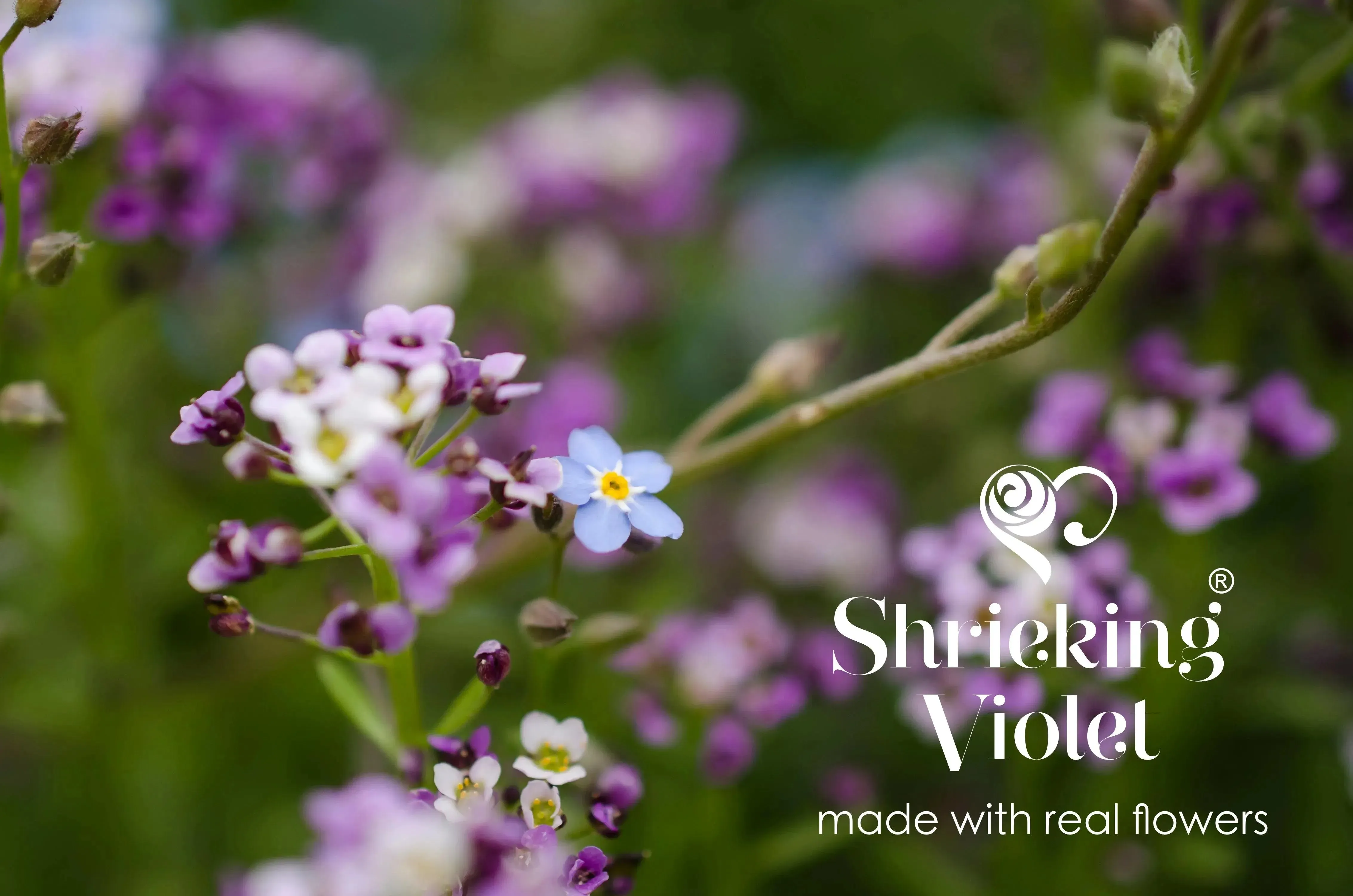 Gold-Plated Sterling Silver Round Pendant with Real Flowers - Purple Haze Collection